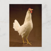 White Leghorn Hen