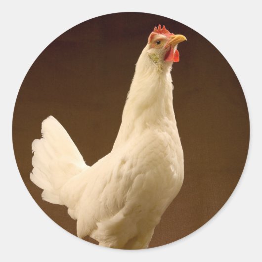 White Leghorn Hen Ronde Sticker (Voorkant)