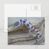 White Leopard Gecko Briefkaart (Voorkant / Achterkant)