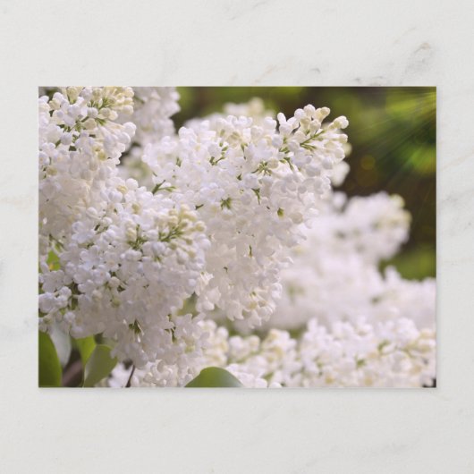  White Lilacs Photo Briefkaart (Voorkant)