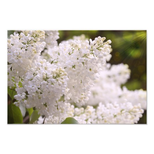 White Lilacs Photo Foto Afdruk (Voorkant)