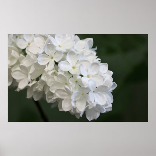 White Lilacs Poster (Voorkant)