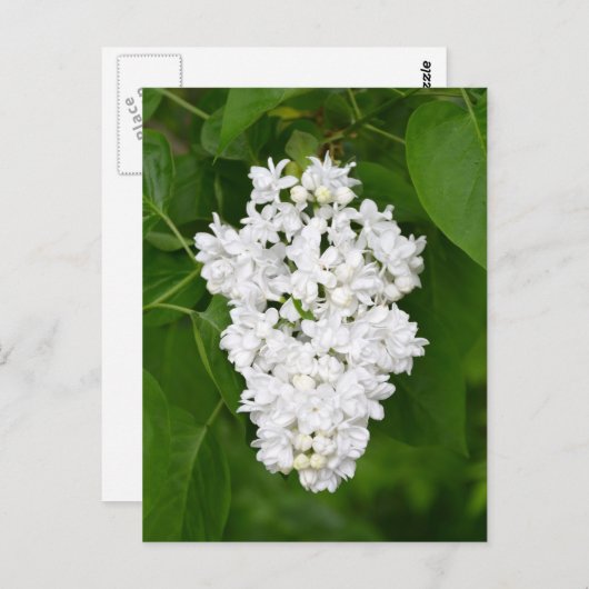 White lilacs print briefkaart (Voorkant / Achterkant)