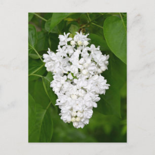 White lilacs print briefkaart