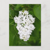 White lilacs print briefkaart (Voorkant)