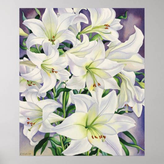 White Lilies 2008 Poster (Voorkant)