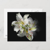 White Lilies Fantasy Briefkaart (Voorkant / Achterkant)