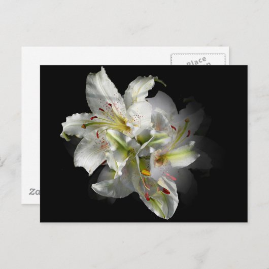 White Lilies Fantasy Briefkaart (Voorkant / Achterkant)