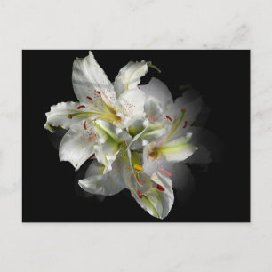 White Lilies Fantasy Briefkaart