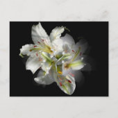 White Lilies Fantasy Briefkaart (Voorkant)