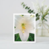 White Lilly Flower Briefkaart (Staand voorkant)