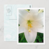 White Lilly Flower Briefkaart (Voorkant / Achterkant)