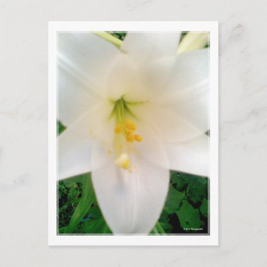 White Lilly Flower Briefkaart (Voorkant)