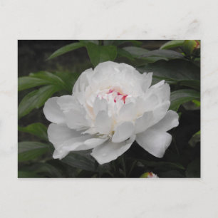 White Lilly Post Card Briefkaart