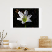 White Lilly Poster (Keuken)