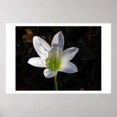 White Lilly Poster (Voorkant)