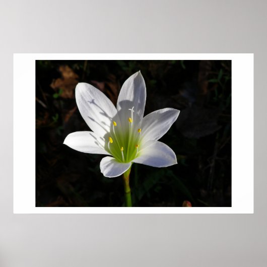 White Lilly Poster (Voorkant)