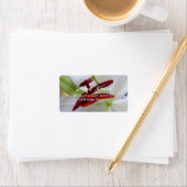 White Lily, bloem. Etiket (Insitu)