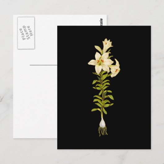 White Lily Briefkaart (Voorkant / Achterkant)