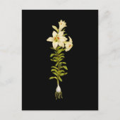 White Lily Briefkaart (Voorkant)