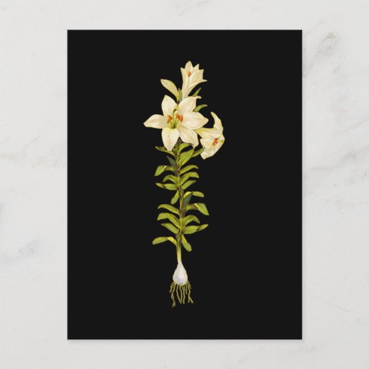 White Lily Briefkaart (Voorkant)