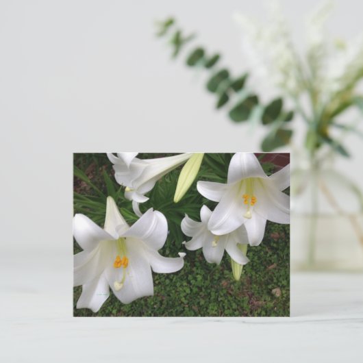 White Lily Briefkaart (Staand voorkant)