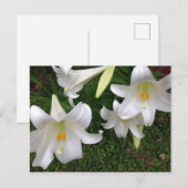 White Lily Briefkaart (Voorkant / Achterkant)