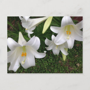 White Lily Briefkaart