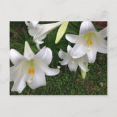 White Lily Briefkaart (Voorkant)