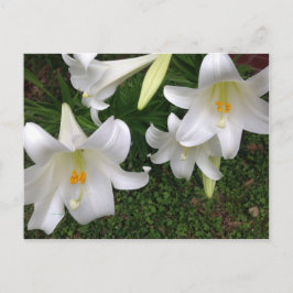 White Lily Briefkaart