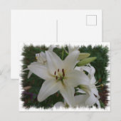 White Lily Briefkaart (Voorkant / Achterkant)