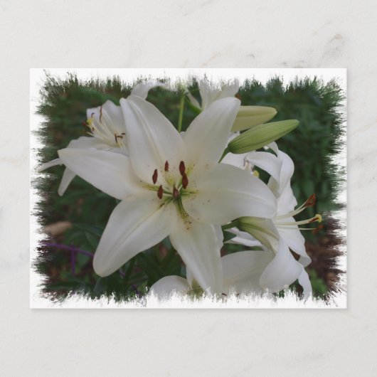 White Lily Briefkaart (Voorkant)