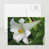 White Lily Briefkaart (Voorkant / Achterkant)