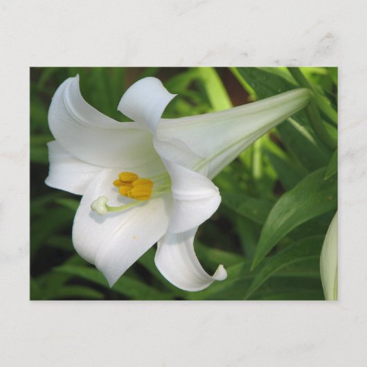 White Lily Briefkaart (Voorkant)