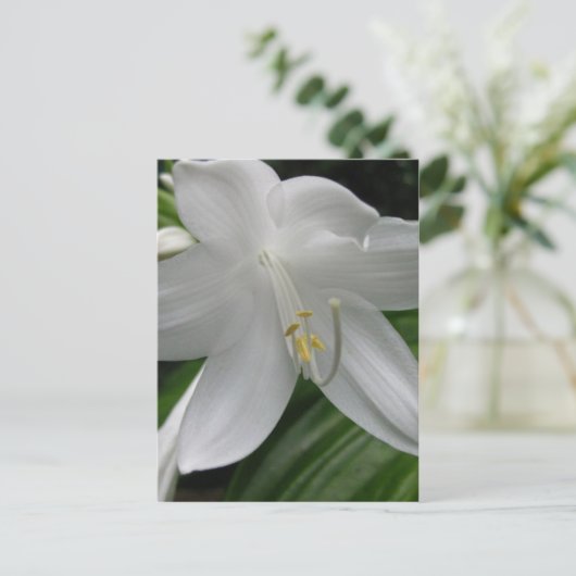 White Lily Briefkaart (Staand voorkant)