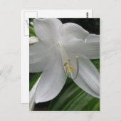 White Lily Briefkaart (Voorkant / Achterkant)