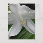 White Lily Briefkaart (Voorkant)