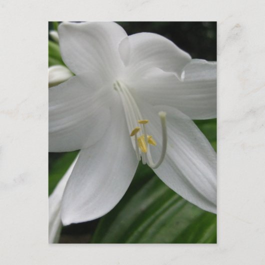 White Lily Briefkaart (Voorkant)