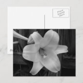 White Lily Briefkaart (Voorkant / Achterkant)