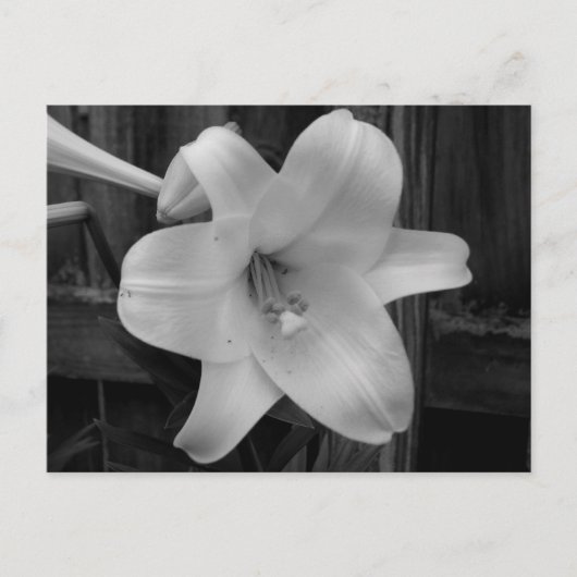 White Lily Briefkaart (Voorkant)