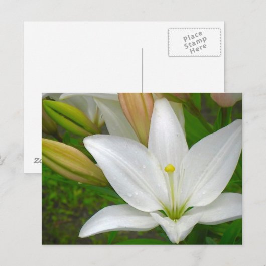 White Lily Briefkaart (Voorkant / Achterkant)