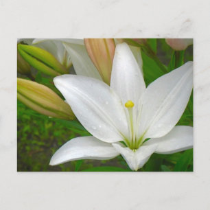 White Lily Briefkaart