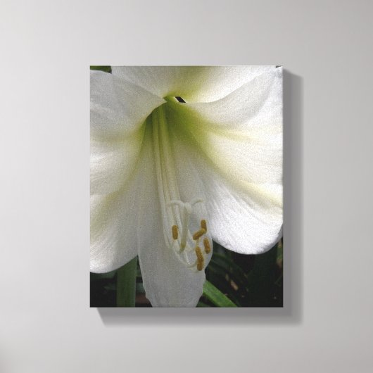 White Lily Canvas Afdruk (Voorkant)