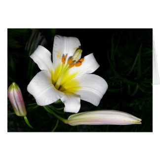 White Lily Card