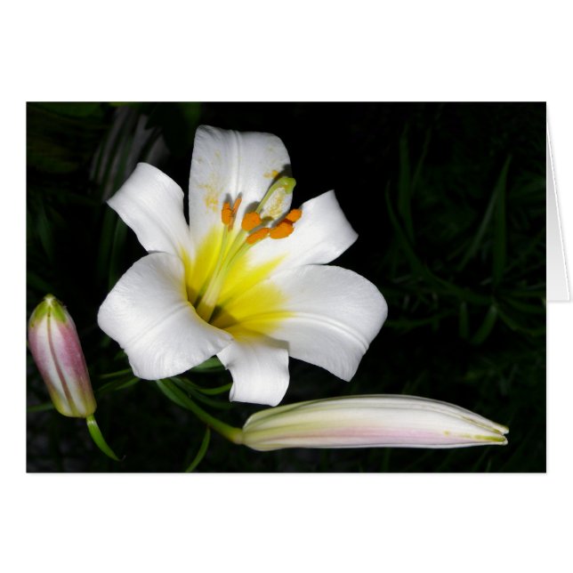 White Lily Card (Voorkant Horizontaal)