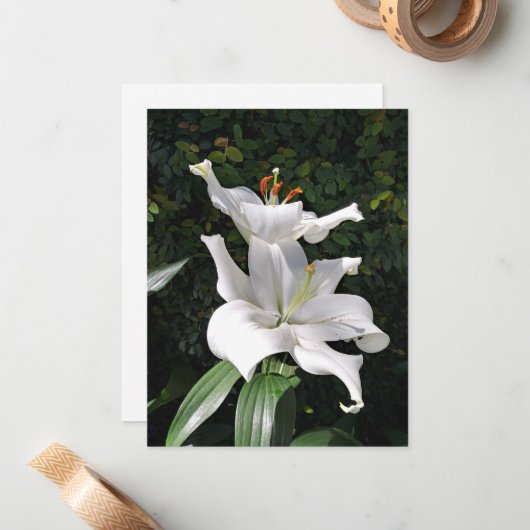 White Lily Dignity Notitiekaartje (Voorkant / Achterkant in situ)