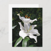 White Lily Dignity Notitiekaartje (Voorkant / Achterkant)