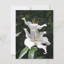 White Lily Dignity Notitiekaartje