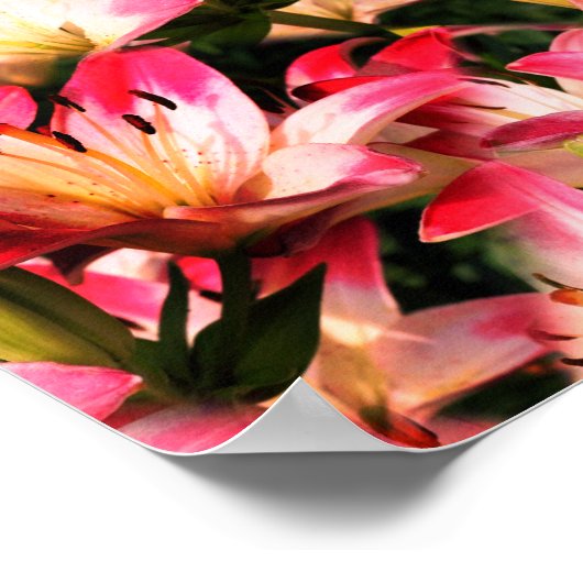 White Lily Flower Natuur Pattern Poster (Hoek)