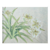 White Lily Foto Afdruk (Voorkant)